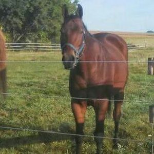 Meet your Posher, Devi